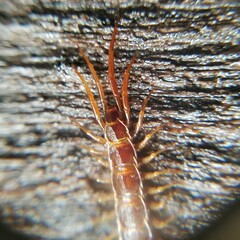 Lithobius