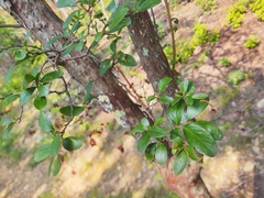 Vaccinium arboreum