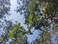 Vaccinium arboreum