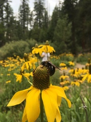 Xylocopa californica californica