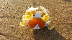 Matuta victor