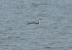 Gavia stellata