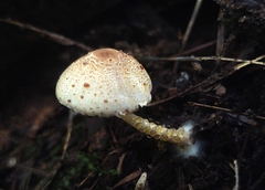 Leucoagaricus dacrytus