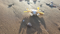 Matuta victor