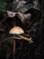Leucoagaricus dacrytus