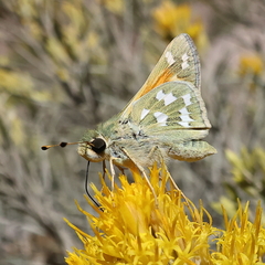 Hesperia juba