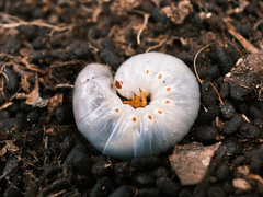 Strategus aloeus