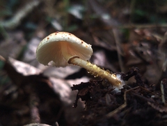 Leucoagaricus dacrytus