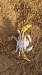 Matuta victor