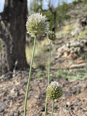 Allium leucocephalum