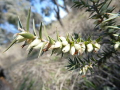 Melichrus urceolatus