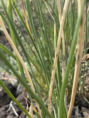 Allium leucocephalum