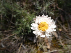 Leucochrysum albicans