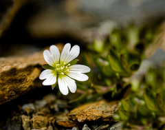 Cerastium