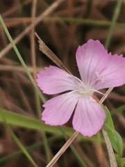 Dianthus deltoides