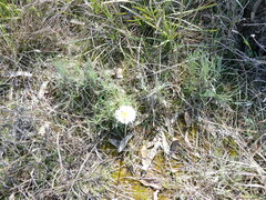 Leucochrysum albicans