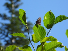 Limenitis lorquini