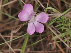 Dianthus deltoides