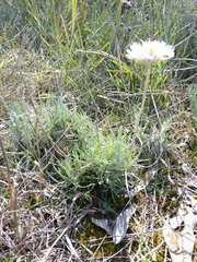 Leucochrysum albicans