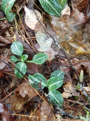 Goodyera pubescens