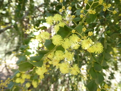 Acacia pravissima