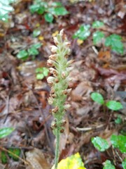 Goodyera pubescens