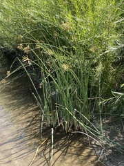 Schoenoplectus tabernaemontani