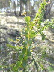 Acacia pravissima