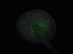 Favolaschia manipularis