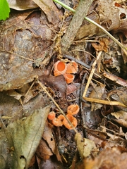 Microstoma floccosum
