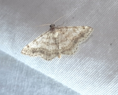 Digrammia ocellinata