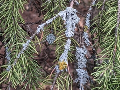 Xanthomendoza