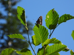 Limenitis lorquini