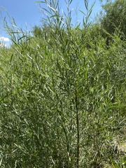 Salix exigua