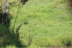 Chloroceryle americana