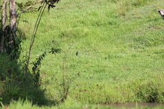 Chloroceryle americana