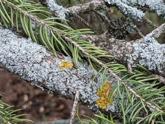 Xanthomendoza