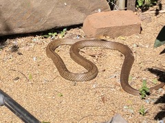 Pseudonaja textilis