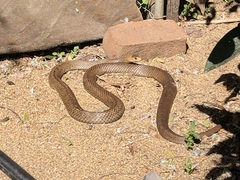 Pseudonaja textilis