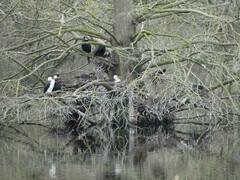 Microcarbo melanoleucos brevirostris