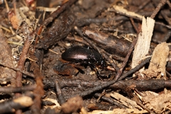 Carabus nemoralis