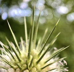 Dipsacus laciniatus
