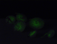 Favolaschia manipularis