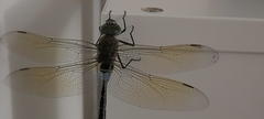 Anax parthenope