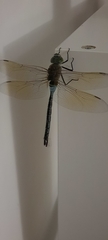 Anax parthenope