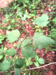 Crataegus viridis