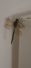 Anax parthenope