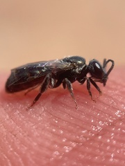 Dialictus