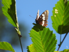 Limenitis lorquini