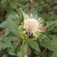 Cirsium oleraceum